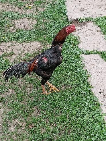 кунай минато: Продаю | Петух | Дакан | Для боев — 3