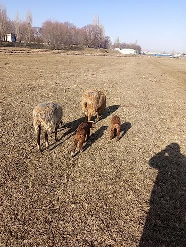 Продаю | Овца (самка), Ягненок at lalafo.kg Продаю | Овца (самка), Ягненок