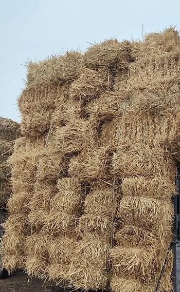 бу манежи: Солома в тюках буудай саман - Прессованные тюки прямоугольной формы — 1