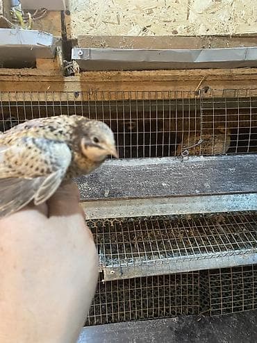 цыплята перепелов купить: Китайские расписные перепелки - Породы/окрасы: смешанные – тёмные — 7