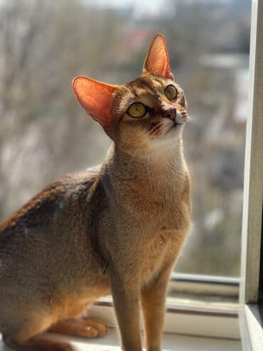 во сколько кастрировать кота: Абиссинская породапродаются котята. к лотку приучены будут.все — 5