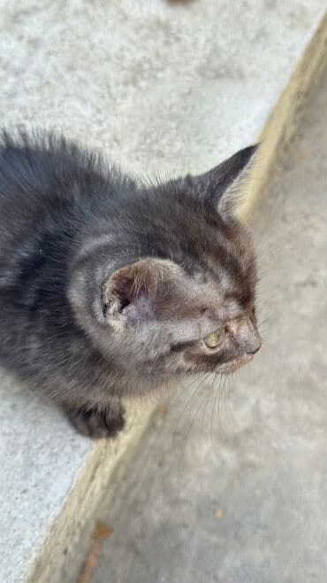 ориентальная короткошерстная кошка: Котёнок, окраса дымчатый. 2 месяца. Короткая плюшевая шерсть, крупные — 3