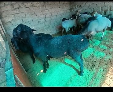 мериносы: Сатам | Ургаачы кой (ургаачы), Козу, Кочкор (эркек) | Аргын, Меринос, Арашан | Союуга — 3