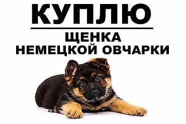 английский бультерьер: КУПЛЮ
ЩЕНКА НЕМЕЦКОЙ ОВЧАРКИ — 1