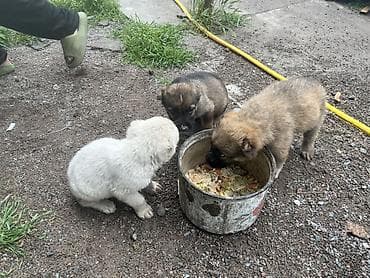 сколько стоит щенок ротвейлера: Щенки крупной охранной породы от рабочих родителей Алабай остались 3 — 5