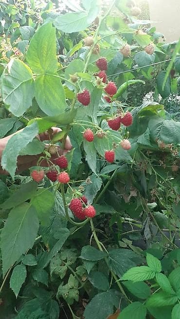 ягоды: Малина и ежевика — саженцы/плодоносящие кусты - Культура — 1