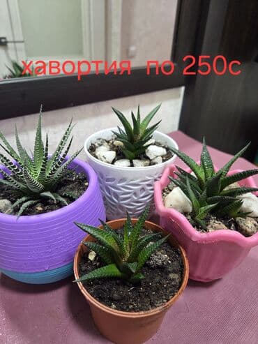 водоросли для аквариума купить: Комнатные растения в горшках: - Каланхоэ, бегония тигровая — 1