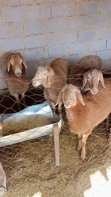 Рыбы: Продаю | Музоо, торпок | На забой, Для разведения | Племенные — 1