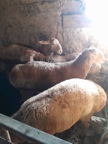 купить инкубационное яйцо с доставкой в регионы: Продаю | Баран (самец) | Арашан | Для разведения — 1