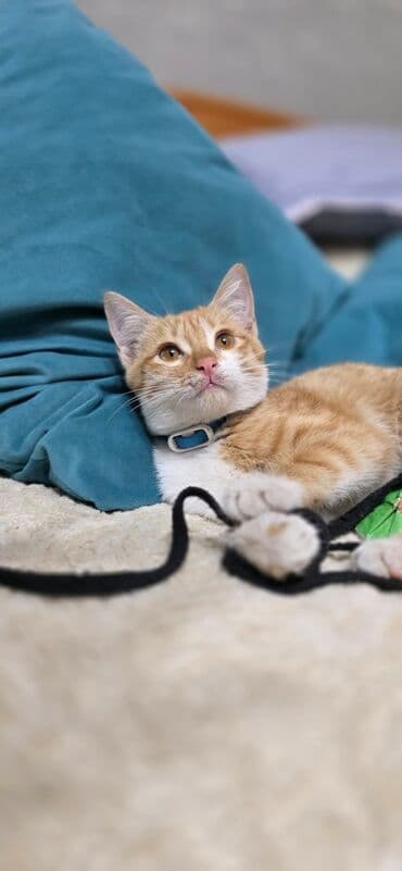 домик для котенка: Беспородная, 2 месяца, Девочка, Черный, Приучена к лотку — 5