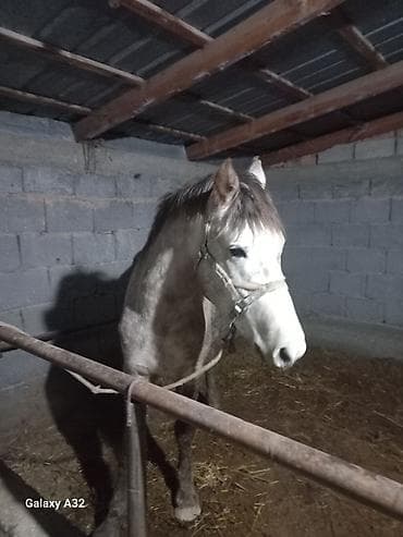Кошки: Продаю | Конь (самец) | Для разведения — 2