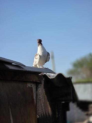 продаю кролов: Продаю голубей,головастики,пакистанцы,такла,или меняю на корм — 4