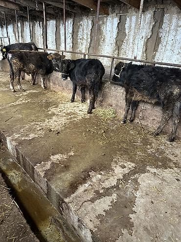 Аквариумы: Продаю | Бык (самец) | Ангус | Для разведения — 2