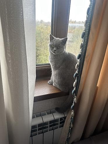 ош ишкаван: Британская короткошёрстная кошка, окрас голубой (плюшевый) — 5