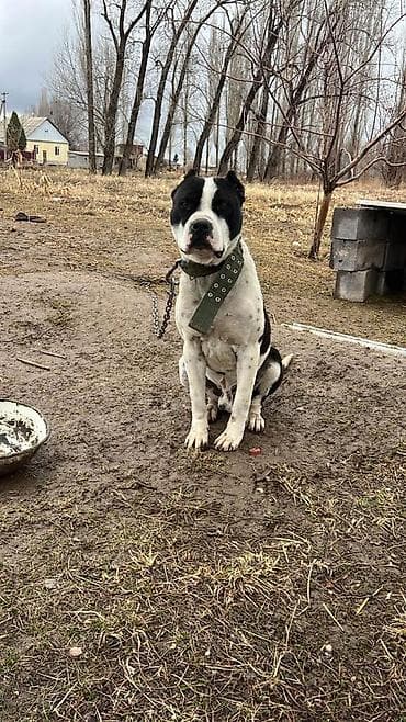 цыплята кант: Питбуль, 2 года, Самец, С прививкой — 7