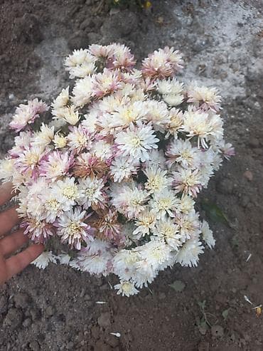 рассада цветка: Саженцы хризантем с пышной зеленой листвой, готовые к пересадке — 10