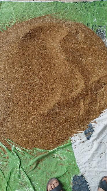 Беде уругу таза