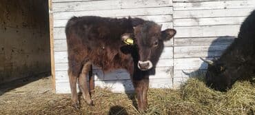 дойныйе коровы: Продаю | Тёлка | Полукровка | Для разведения | После отела — 4