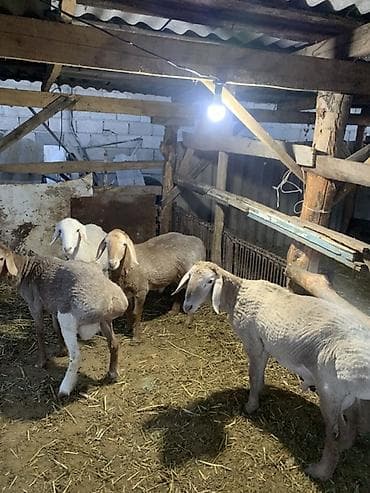 кошка сокулук: Сатам | Козу | Көбөйтүү үчүн — 2