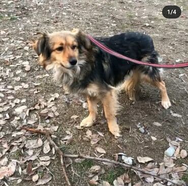 питомники собак бишкек: Ищет дом замечательный мальчишка, молодой-1 год, привит, от паразитов — 4