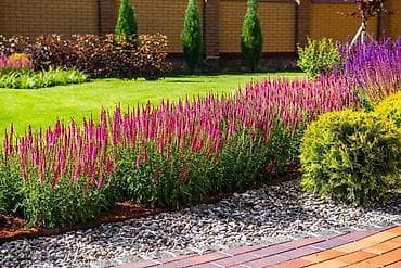 глоксиния цена: Первые три фото---
Наперстянка.
300сом

Вероника 300сом — 6