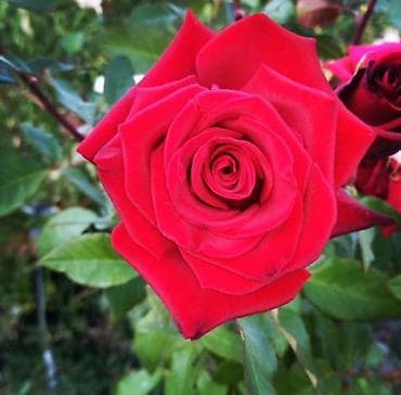 Кургаткычтар: Көчөттөр — 3