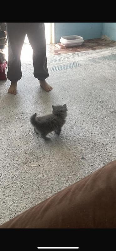 котенок скотиш страйт: Скотиш Страйт (Шотландская прямоухая), 2 месяца, Девочка, Серый, Приучена к лотку — 2