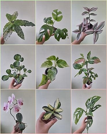 милионник: 🌿 Комнатные растения/цветы (детки/молодые растения). 🪴 Названия и цены — 1