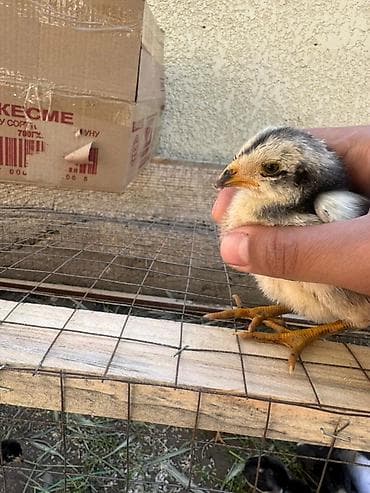 паилка для кур: Продаю | Цыплята | Для разведения — 4