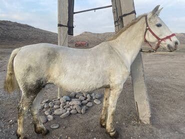 купить домашнюю черепаху: Продаю | Кобыла (самка) | Рабочий — 4