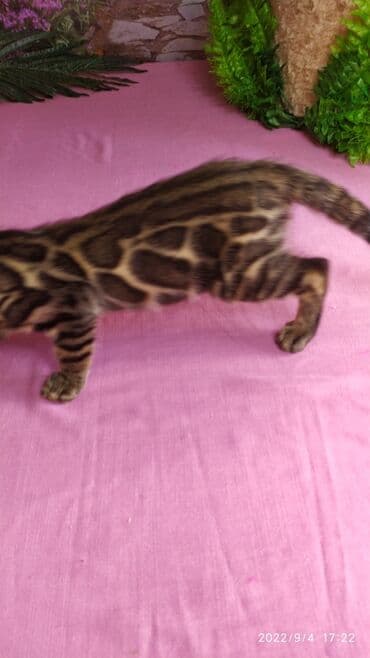 бенгальский леопардовый кот: Красивейшие Бенгальские котята с огромными розетками. Проф питомник — 12