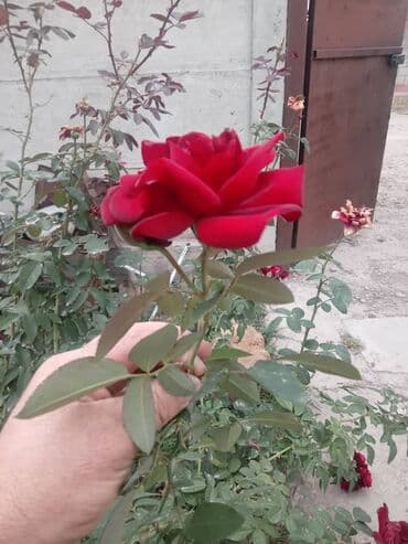 Роза садовая красная (чайно-гибридная, кустовая) - Сильный