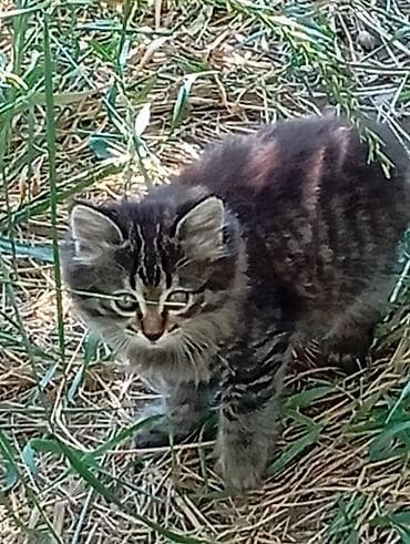 серые кошки фото: Пушистые котята, полосатые табби. Особенности: - Полудлинная шерсть — 2
