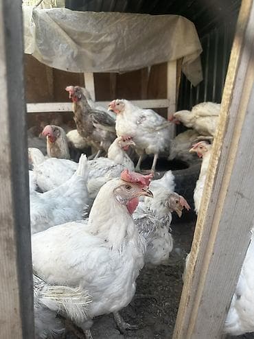 курица гриль доставка: Продаю | Куры | На забой, Несушки — 1