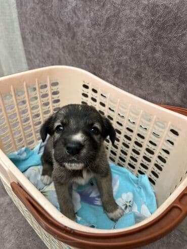 охотничий сабака дратхар: 1 месяц, Самка — 5