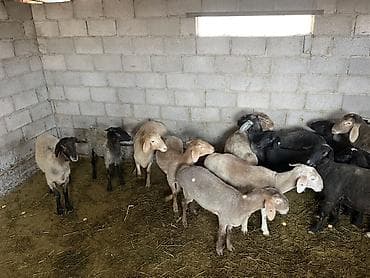 Продаю | Баран (самец), Овца (самка), Ягненок | Для разведения | Кастрированные, Матка