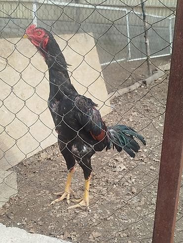 голуби киргизии: Дакан жожо короз сатылат активный алмашу жолдору бар адрес Бишкек — 4