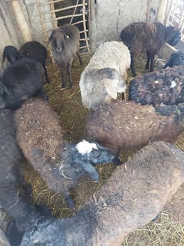 чип для животных: Продаю | Овца (самка) | Для разведения | Матка — 2