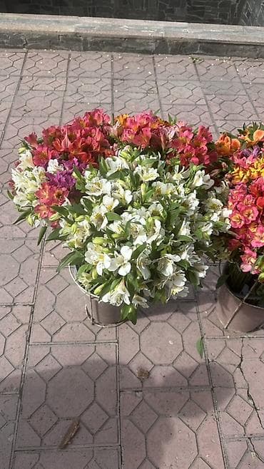 пишущая машина: Альстромерии местный свежий срез — 2