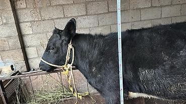 Услуги ветеринара: Продаю | Тёлка | На откорм | Привязанные — 3