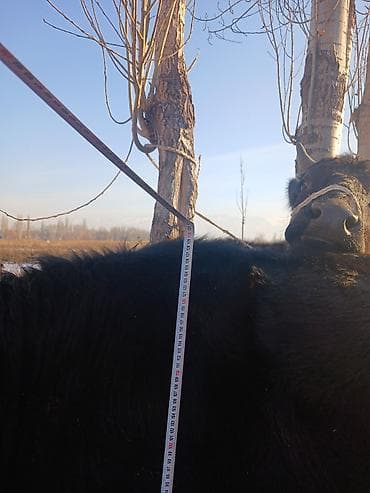 Продаю | Тёлка | Алатауская | Для разведения | Племенные