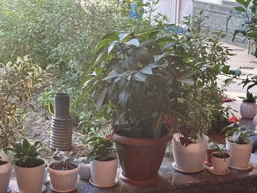 саженцы плодовых деревьев бишкек: 🌿 Продаются комнатные цветы! 🌿 ✨ В наличии: крупный и ухоженный Фикус — 5