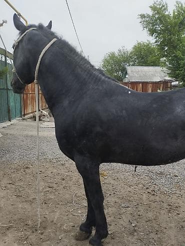 дешевые дачи: Семиз Айгырлар байталдар кунандар быштылар сатылат адрес Новопокровка — 5