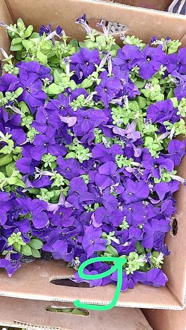 купить цветы петунии: Рассада цветочных однолетников для клумб и балконных ящиков. В — 7