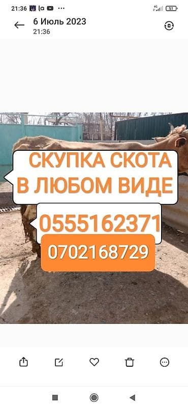 Колбасный цех : Коровы, быки, Лошади, кони, | Любое состояние, Забитый, Круглосуточно