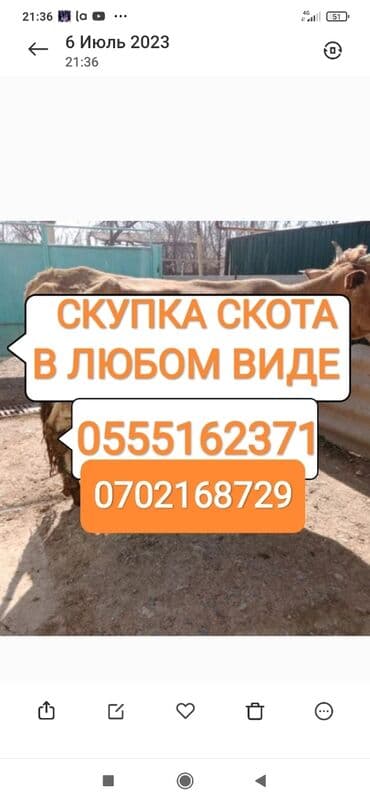 эчки сатып алам: Сатып алам | Уйлар, букалар, Жылкылар, аттар | Күнү-түнү, Бардык шартта, Союлган — 1