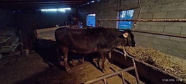 бойцовые птицы: Продаю | Тёлка | На забой — 3