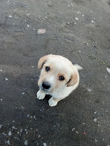 собаки мопсы: Лабрадор-ретривер, 1 месяц, Самец — 3