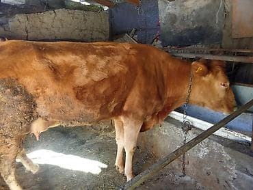 Услуги ветеринара: Продаю | Корова (самка) | Для молока | Привязанные — 4