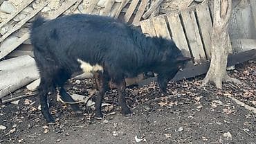 Другие животные: Продаю | Козёл (самец) | Для разведения | Племенные — 7